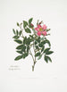 Rosa cardina - Mary Lawrance — artwork view