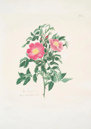 Mary Lawrance - Rosa carolina2.webp