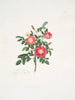 Rosa carolina3 - Mary Lawrance — vista de la obra