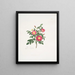 Rosa carolina3 - Mary Lawrance — cuadro enmarcado en la pared