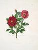 Rosa centifolia - Mary Lawrance — vista de la obra