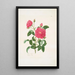 Rosa centifolia - Mary Lawrance — cuadro enmarcado en la pared