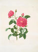 Rosa centifolia - Mary Lawrance — vista de la obra