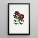 Rosa centifolia - Mary Lawrance — cuadro enmarcado en la pared