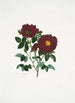 Rosa centifolia - Mary Lawrance — vista de la obra