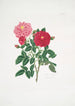 Rosa centifolia - Mary Lawrance — vista de la obra