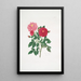 Rosa centifolia - Mary Lawrance — cuadro enmarcado en la pared