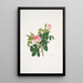 Rosa centifolia - Mary Lawrance — cuadro enmarcado en la pared