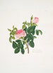 Rosa centifolia - Mary Lawrance — vista de la obra
