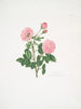 Rosa centifolia8 - Mary Lawrance — vista de la obra