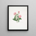 Rosa centifolia8 - Mary Lawrance — cuadro enmarcado en la pared