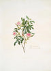 Rosa cinnamomea - Mary Lawrance — artwork view
