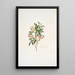 Rosa cinnamomea - Mary Lawrance — framed artwork on a wall