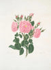 Rosa de Damasco - Mary Lawrance — vista de la obra