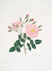 Rosa de Damas5 - Mary Lawrance — vista de la obra