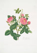 Rosa damascena - Mary Lawrance | Painting — artwork view