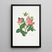 Rosa damascena - Mary Lawrance | Painting — framed artwork on a wall