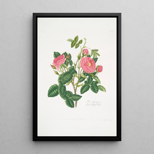 Mary Lawrance - Rosa damascena6.webp