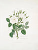 Rose of Damascus 2 - Mary Lawrance — artwork view