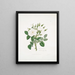 Rose of Damascus 2 - Mary Lawrance — framed artwork on a wall