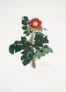 Rosa ferox - Mary Lawrance — vista de la obra