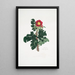 Rosa ferox - Mary Lawrance — cuadro enmarcado en la pared