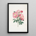 Rosa gallica versicolor - Mary Lawrance — cuadro enmarcado en la pared