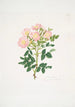 Rosa indigossa - Mary Lawrance — vista de la obra