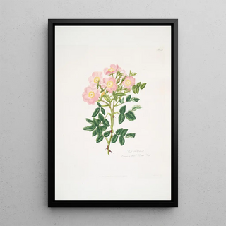 Mary Lawrance - Rosa indigossa.webp