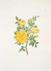 Rosa lutea - Mary Lawrance — vista de la obra