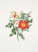 Rosa lutea bicolor - Mary Lawrance | Cuadro — vista de la obra