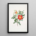Rosa lutea bicolor - Mary Lawrance | Cuadro — cuadro enmarcado en la pared
