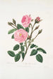 Rosa musgosa - Mary Lawrance — vista de la obra