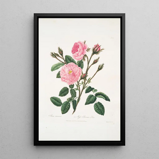 Mary Lawrance - Rosa muscosa.webp