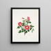 Rosa pendulina - Mary Lawrance — framed artwork on a wall