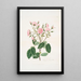 Rosa provincialis - Mary Lawrance — cuadro enmarcado en la pared