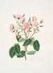 Rosa provincialis - Mary Lawrance — vista de la obra