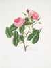 Rosa provincialis4 - Mary Lawrance — vista de la obra