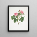 Rosa provincialis4 - Mary Lawrance — cuadro enmarcado en la pared