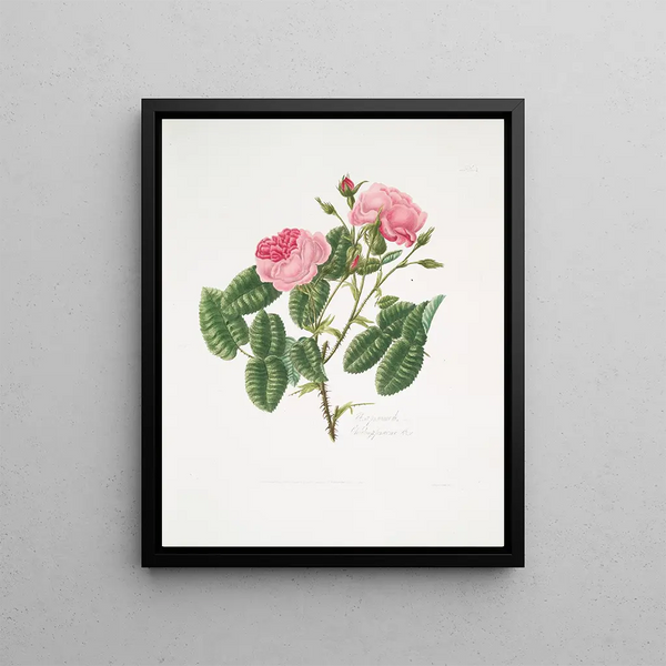 Mary Lawrance - Rosa provincialis4.webp