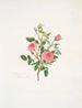 Rosa provinciale ou Rose de Meaux - Mary Lawrance — artwork view