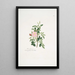 Rosa rubiginosa - Mary Lawrance — cuadro enmarcado en la pared