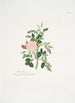 Rosa rubiginosa - Mary Lawrance — vista de la obra