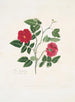 Rose semperflorens painting - Mary Lawrance — artwork view