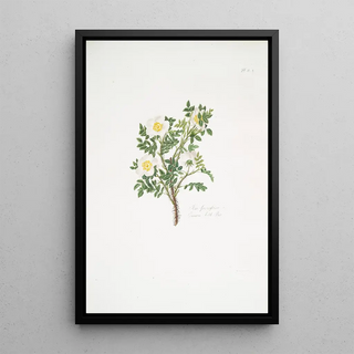 Mary Lawrance - Rosa spinosissima3.webp