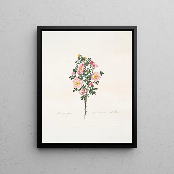 Mary Lawrance - Rosa spinosissima.webp