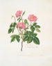 Una rosa peluda - Mary Lawrance — vista de la obra