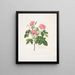 Una rosa peluda - Mary Lawrance — cuadro enmarcado en la pared