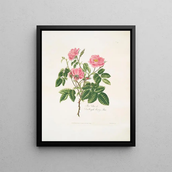 Mary Lawrance - Rosa villosa.webp