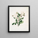 Blanco provincial - Mary Lawrance — cuadro enmarcado en la pared